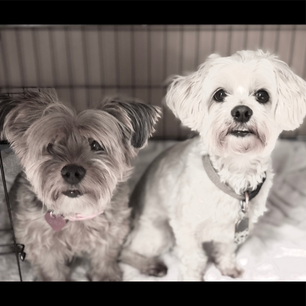 Pups
